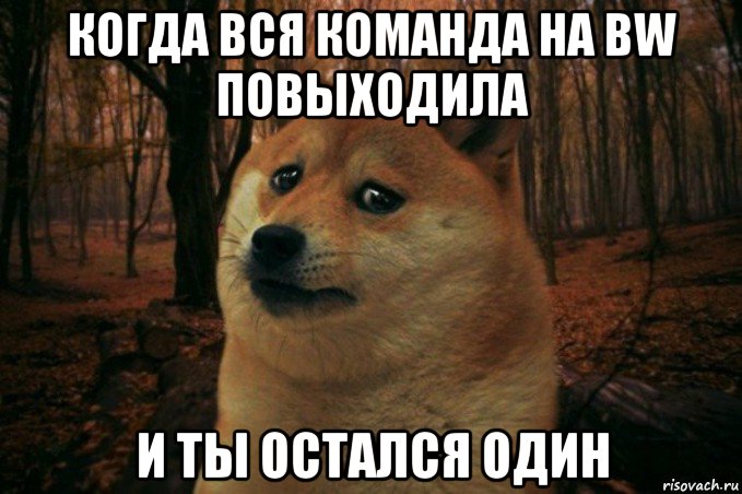 когда вся команда на bw повыходила и ты остался один, Мем SAD DOGE