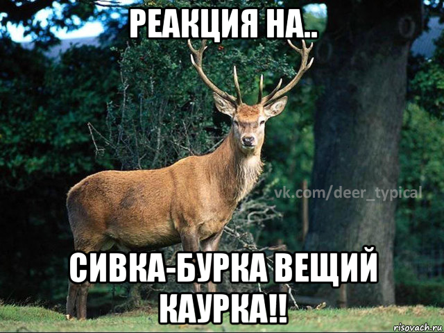 реакция на.. сивка-бурка вещий каурка!!