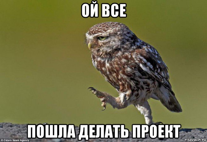 ой все пошла делать проект, Мем сова