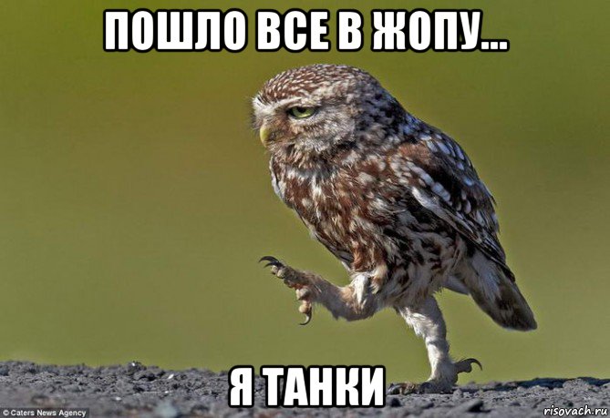 пошло все в жопу... я танки, Мем сова