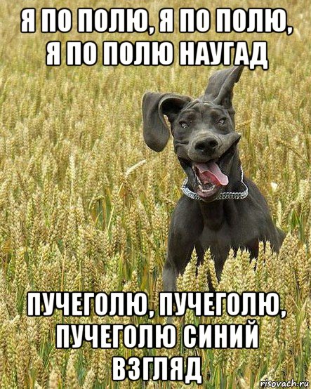 я по полю, я по полю, я по полю наугад пучеголю, пучеголю, пучеголю синий взгляд
