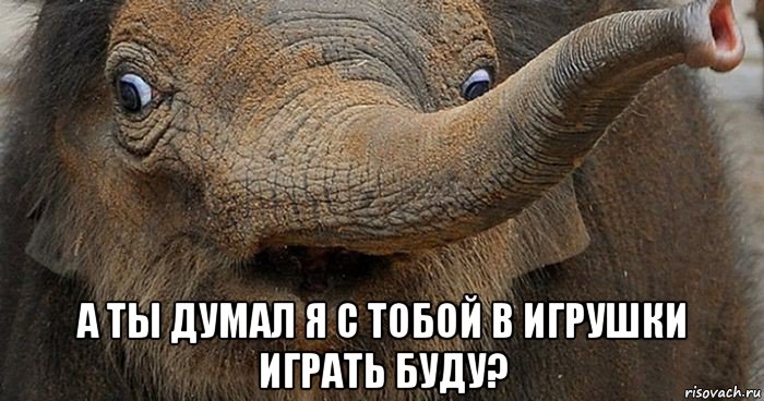  а ты думал я с тобой в игрушки играть буду?