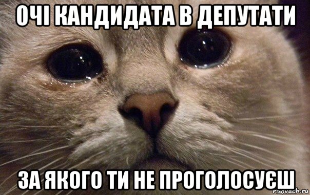 очі кандидата в депутати за якого ти не проголосуєш, Мем   В мире грустит один котик