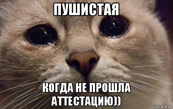 пушистая когда не прошла аттестацию)), Мем   В мире грустит один котик