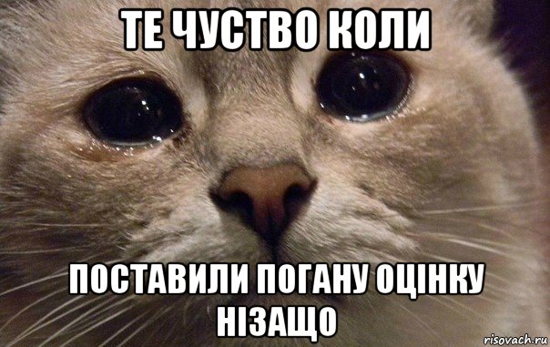 те чуство коли поставили погану оцінку нізащо, Мем   В мире грустит один котик