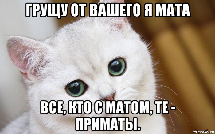 грущу от вашего я мата все, кто с матом, те - приматы., Мем  В мире грустит один котик