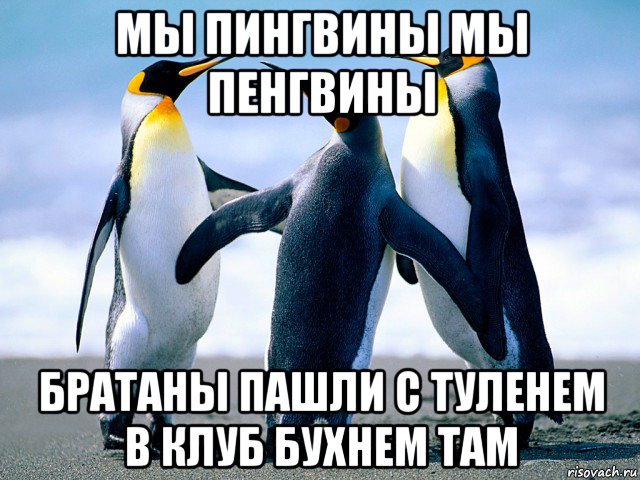 мы пингвины мы пенгвины братаны пашли с туленем в клуб бухнем там