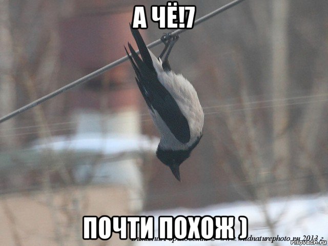 а чё!7 почти похож ), Мем фтопку всё сегодня я летучая мыш