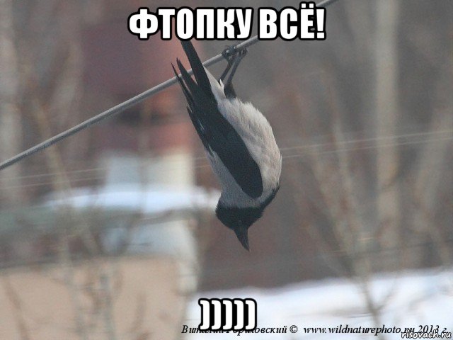 фтопку всё! ))))), Мем фтопку всё сегодня я летучая мыш