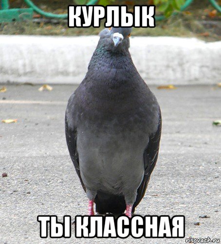 курлык ты классная, Мем Голубь