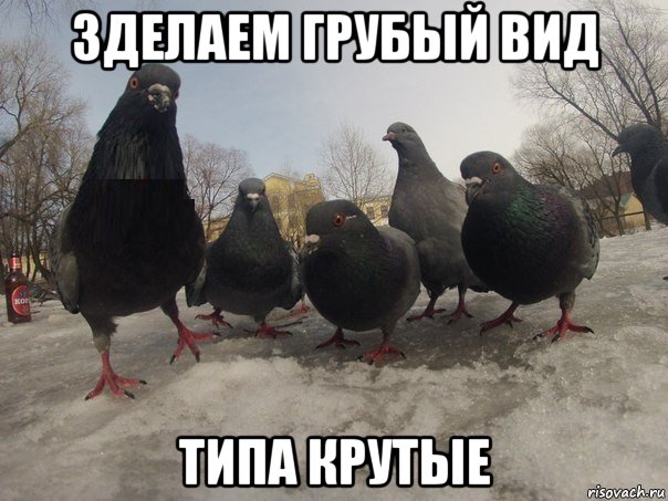 зделаем грубый вид типа крутые, Мем голубь