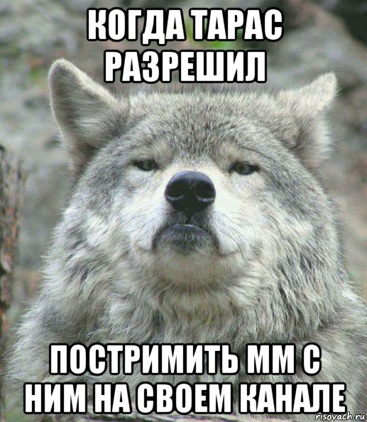 когда тарас разрешил постримить мм с ним на своем канале, Мем    Гордый волк