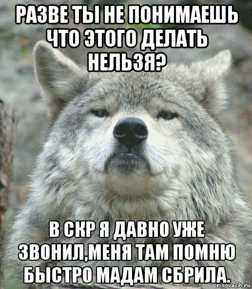 разве ты не понимаешь что этого делать нельзя? в скр я давно уже звонил,меня там помню быстро мадам сбрила., Мем    Гордый волк