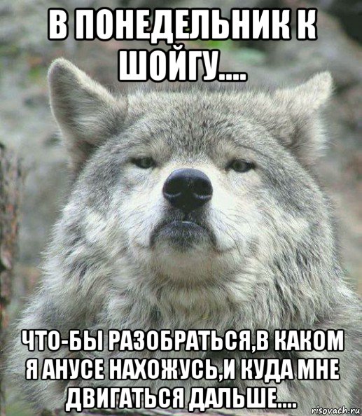 в понедельник к шойгу.... что-бы разобраться,в каком я анусе нахожусь,и куда мне двигаться дальше...., Мем    Гордый волк