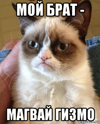 мой брат - магвай гизмо, Мем Grumpy Cat small