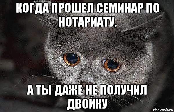 когда прошел семинар по нотариату, а ты даже не получил двойку, Мем  Грустный кот