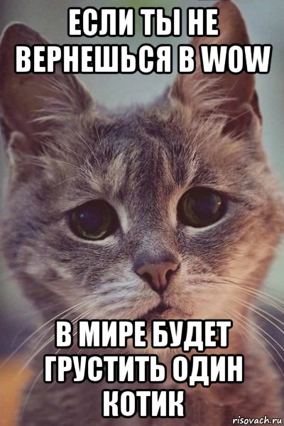 если ты не вернешься в wow в мире будет грустить один котик