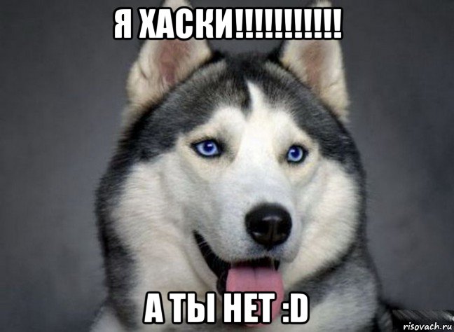 я хаски!!!!!!!!!!! а ты нет :d, Мем Хаски охуенны