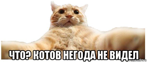  что? котов негода не видел, Мем   Кэтсвилл