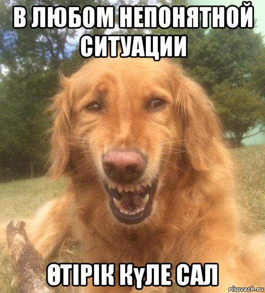 в любом непонятной ситуации Өтірік күле сал, Мем   Когда увидел что соседского кота отнесли в чебуречную