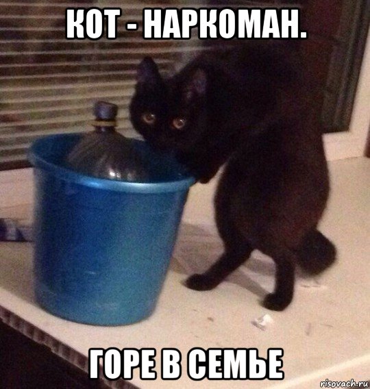 кот - наркоман. горе в семье