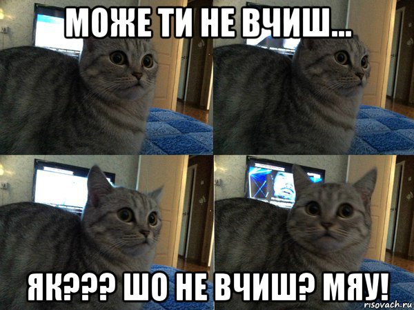 може ти не вчиш... як??? шо не вчиш? мяу!, Мем  Кот в шоке