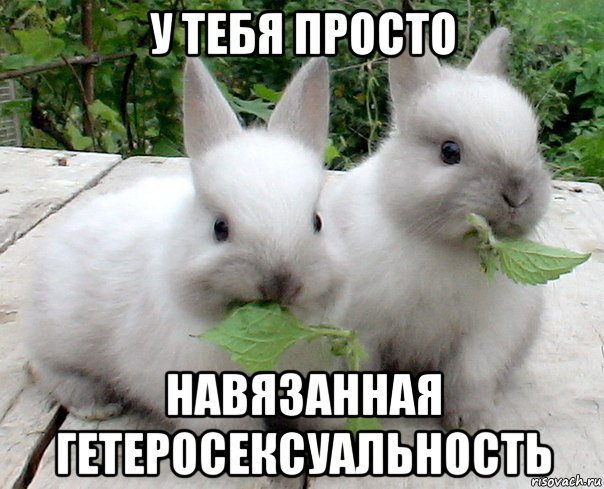 у тебя просто навязанная гетеросексуальность, Мем кролики-бифобики