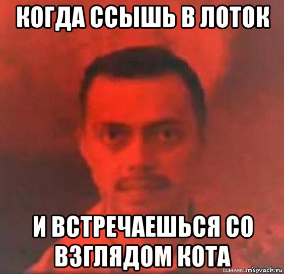 когда ссышь в лоток и встречаешься со взглядом кота