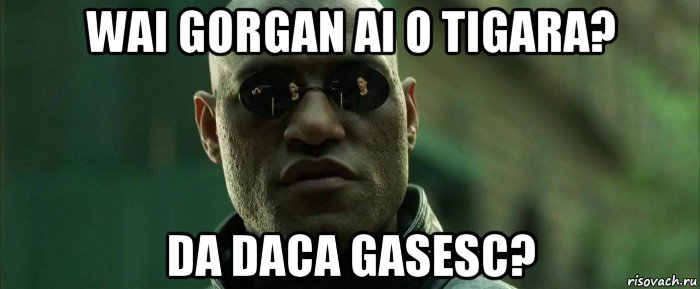 wai gorgan ai o tigara? da daca gasesc?