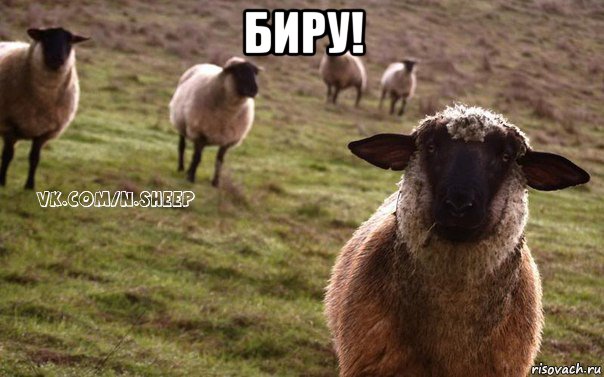 биру! , Мем  Наивная Овца