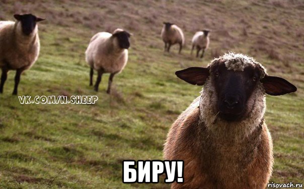  биру!, Мем  Наивная Овца