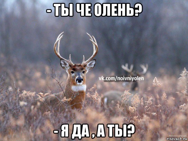 - ты че олень? - я да , а ты?