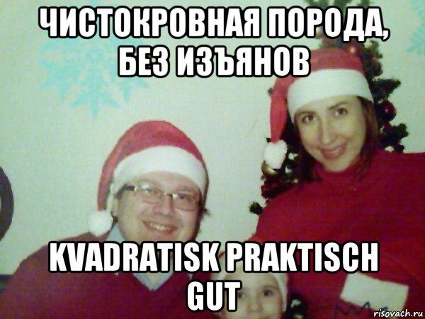 чистокровная порода, без изъянов kvadratisk praktisch gut