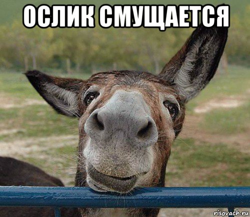 ослик смущается , Мем Ослик