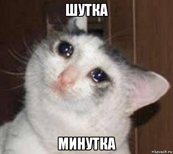 шутка минутка, Мем Плачущий котечка