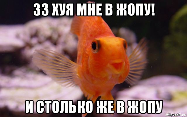 33 хуя мне в жопу! и столько же в жопу