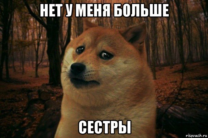 нет у меня больше сестры, Мем SAD DOGE