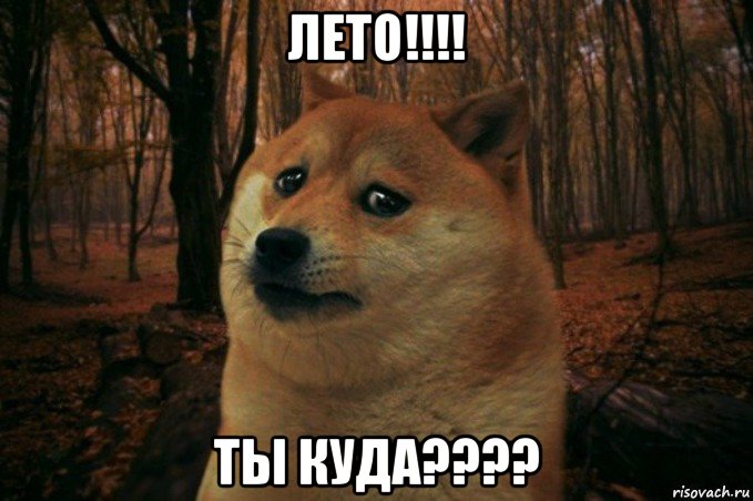 лето!!!! ты куда????, Мем SAD DOGE