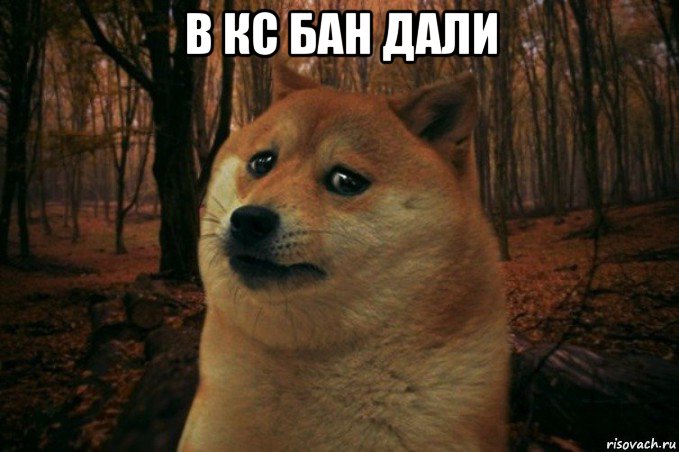 в кс бан дали , Мем SAD DOGE