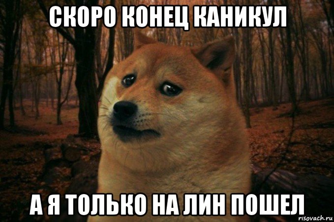 скоро конец каникул а я только на лин пошел, Мем SAD DOGE