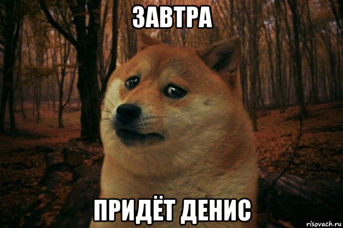 завтра придёт денис, Мем SAD DOGE