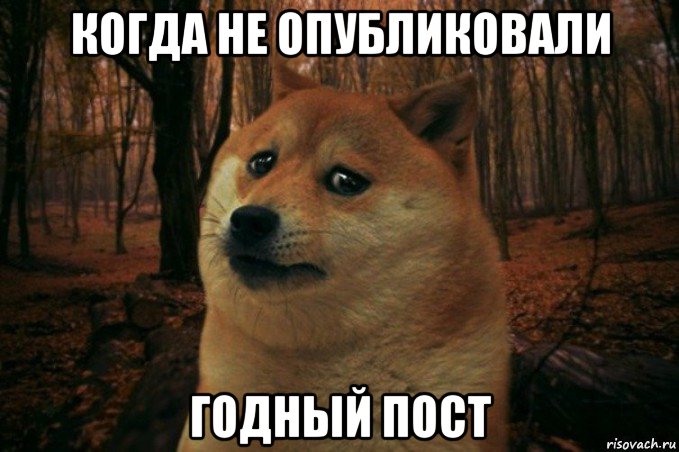 когда не опубликовали годный пост, Мем SAD DOGE