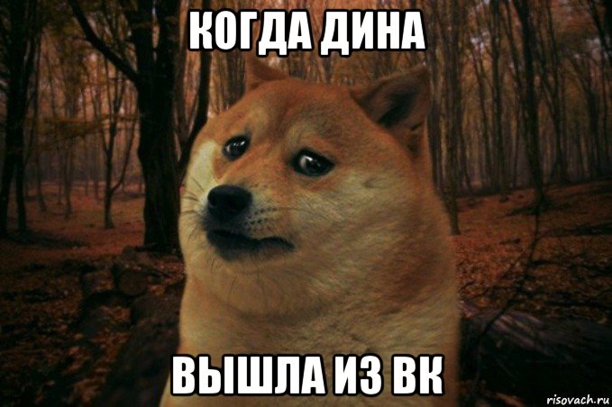 когда дина вышла из вк, Мем SAD DOGE