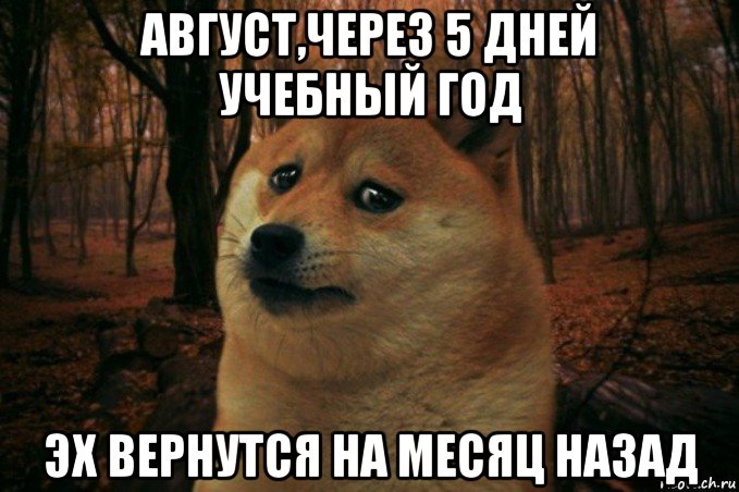 август,через 5 дней учебный год эх вернутся на месяц назад, Мем SAD DOGE