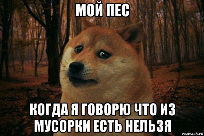 мой пес когда я говорю что из мусорки есть нельзя, Мем SAD DOGE