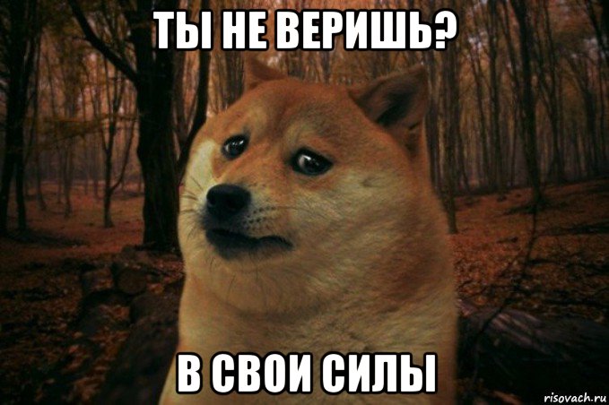 ты не веришь? в свои силы, Мем SAD DOGE