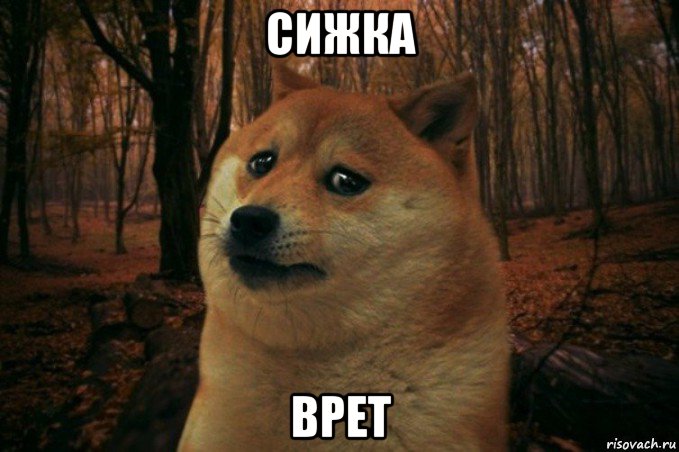 сижка врет, Мем SAD DOGE