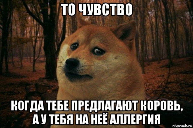 то чувство когда тебе предлагают коровь, а у тебя на неё аллергия, Мем SAD DOGE