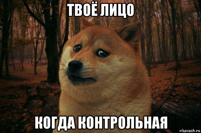 твоё лицо когда контрольная, Мем SAD DOGE