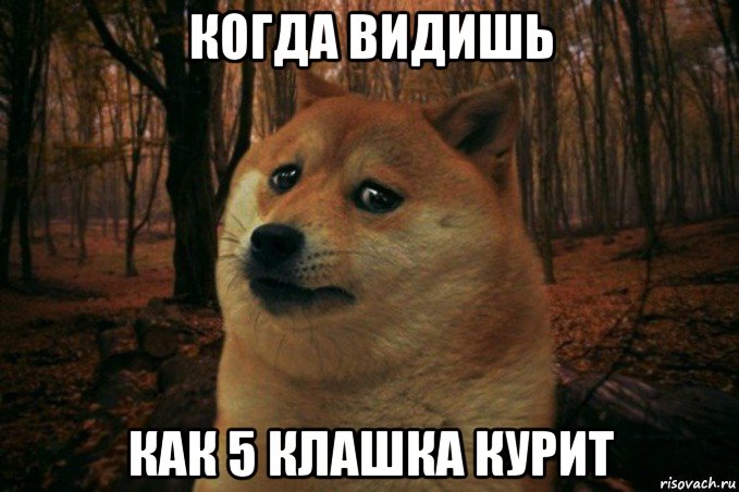 когда видишь как 5 клашка курит, Мем SAD DOGE